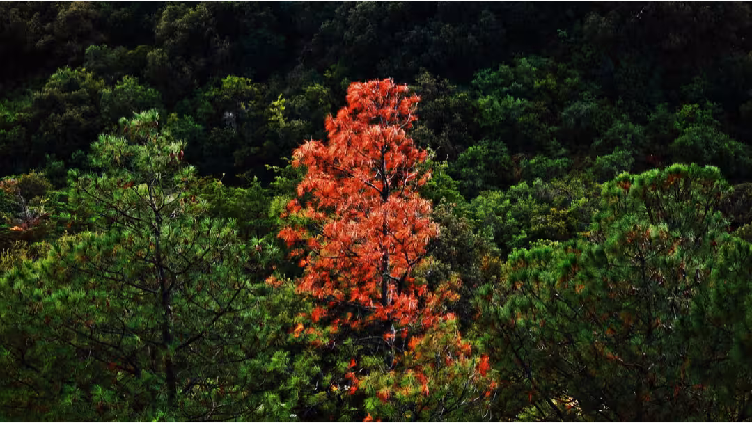 De la richesse de la différence
